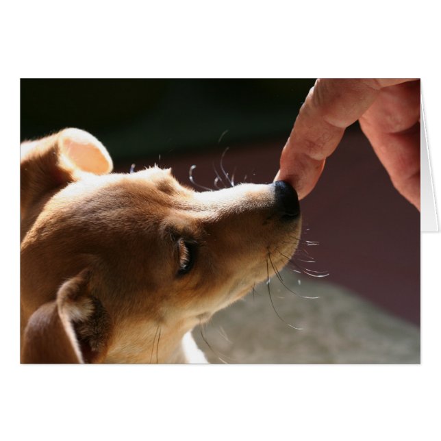 犬なしにあるため… (正面横)