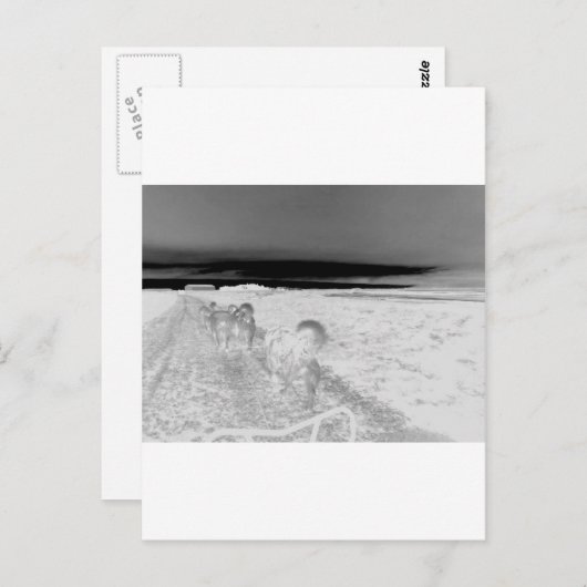 犬のそり ポストカード (正面/裏面)