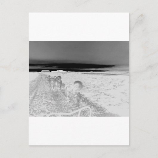 犬のそり ポストカード (正面)