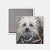 犬のアインシュタイン マグネット (正面/裏面)