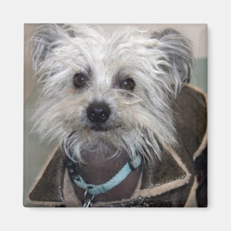 犬のアインシュタイン マグネット