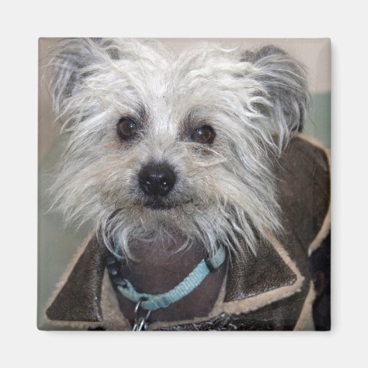 犬のアインシュタイン マグネット (正面)