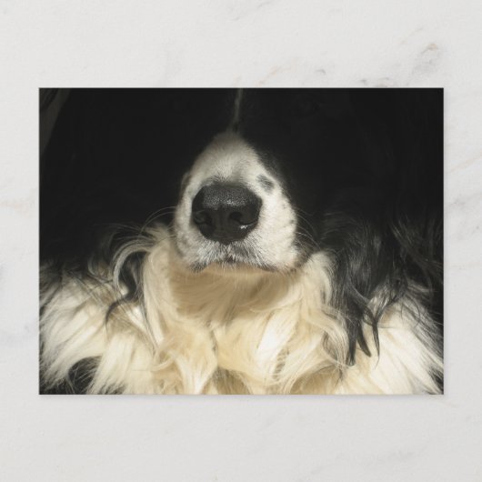 犬のアップ ポストカード (正面)