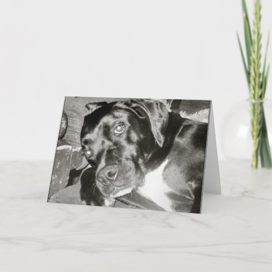 犬のカード カード (正面)