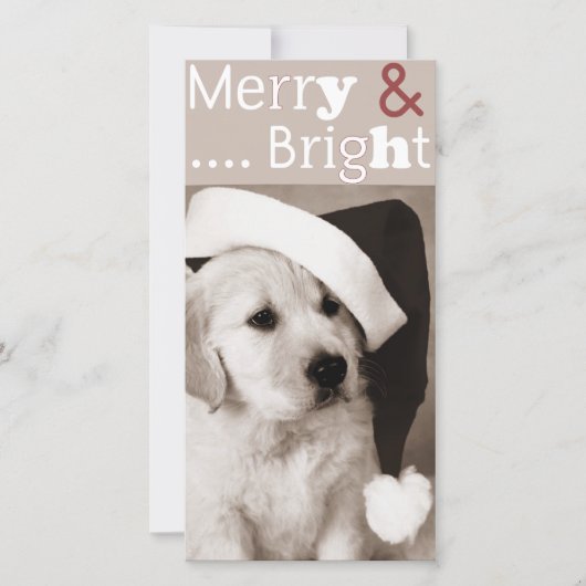 犬のクリスマスフォトカード シーズンカード (正面)
