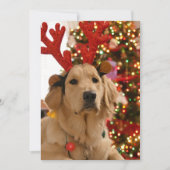 犬のクリスマス遊グループのファーフレンド シーズンカード (正面)