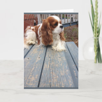 犬のグリーティングカード カード