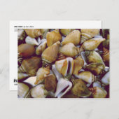 犬のコンチ ポストカード (正面/裏面)