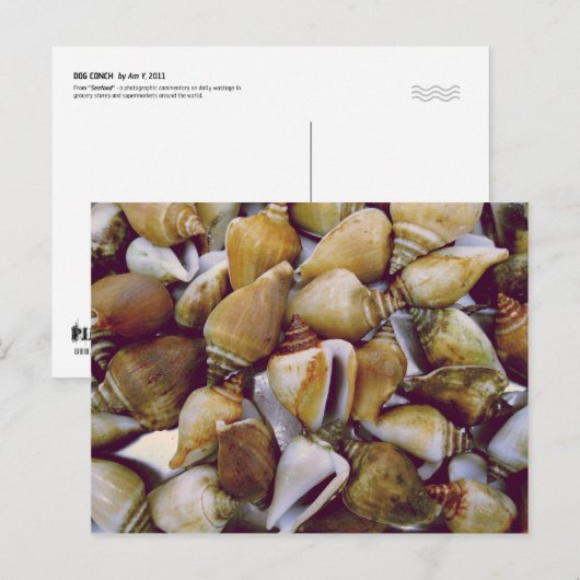 犬のコンチ ポストカード (正面/裏面)