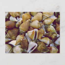 犬のコンチ ポストカード