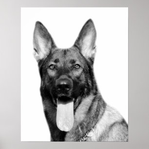 犬のジャーマン・シェパードのペットの写真の白黒 ポスター
