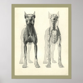 犬のスカル脚スケルトン筋肉解剖学プリント ポスター
