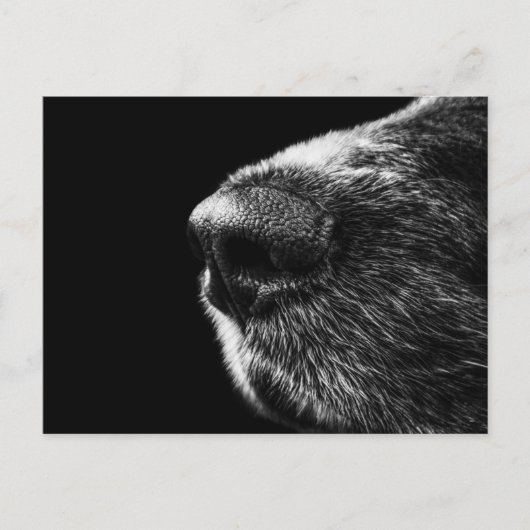 犬のスニファはがき ポストカード (正面)