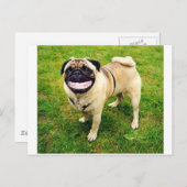 犬のスマイル ポストカード (正面/裏面)