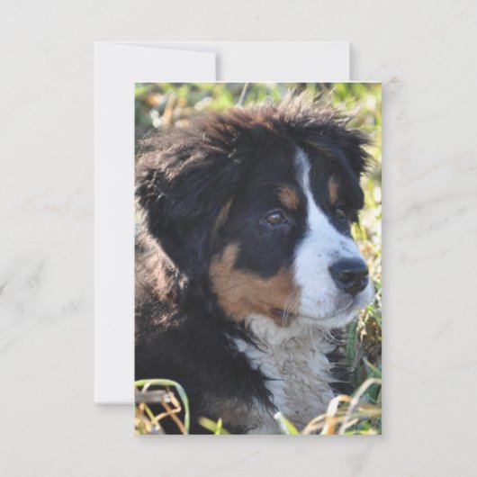 犬のテーマサンキューカード – フラットサンキューカード サンキューカード (正面)
