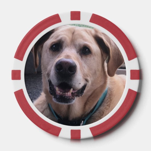 犬のトランプのポーカーチップ ポーカーチップ (正面)