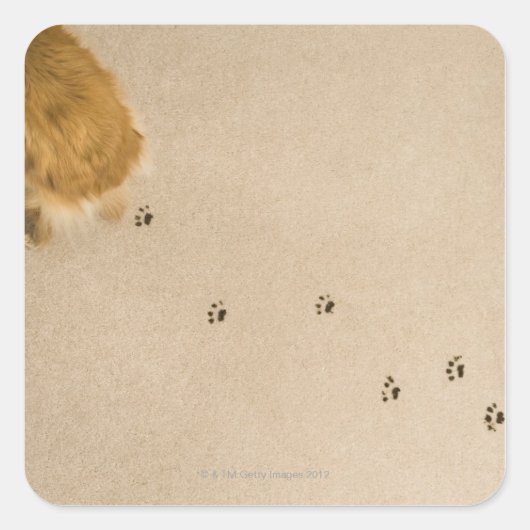 犬のプリントオンカーペット スクエアシール (正面)