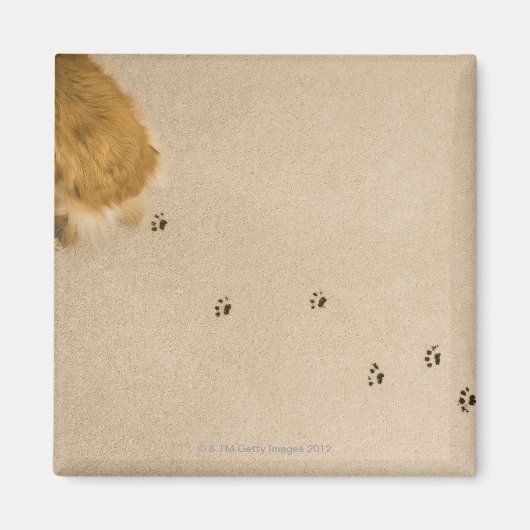 犬のプリントオンカーペット マグネット (正面)