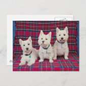 犬のポーズ ポストカード (正面/裏面)