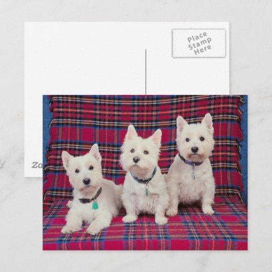 犬のポーズ ポストカード (正面/裏面)