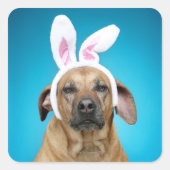 犬のポートレートイースターバニーの耳を着ている スクエアシール (正面)