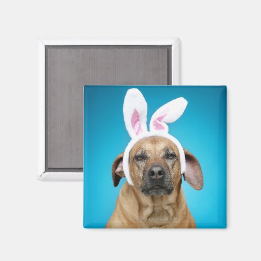 犬のポートレートイースターバニーの耳を着ている マグネット (正面/裏面)