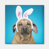 犬のポートレートイースターバニーの耳を着ている マグネット (正面)