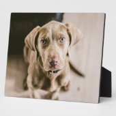 犬のポートレート フォトプラーク (側面)