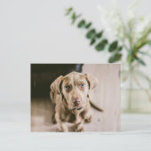 犬のポートレート ポストカード (スタンド正面)