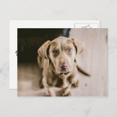 犬のポートレート ポストカード (正面/裏面)