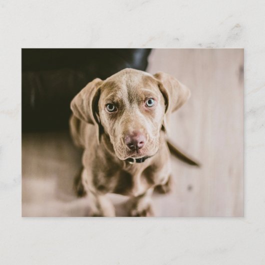 犬のポートレート ポストカード (正面)