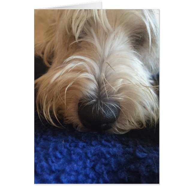犬のユーモアのカード (正面)