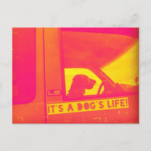 犬のライフポストカードだ ポストカード (正面)