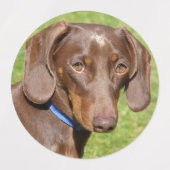 犬のラベル ラベル (デザイン1)