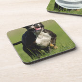 犬のランニング コースター (左側)