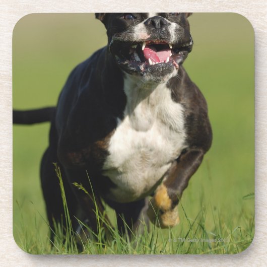 犬のランニング コースター (正面)