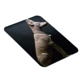 犬の像，メソポタミア， c.5000-1000紀元前(ライム) マグネット (右側)