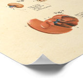 犬の内臓解剖図 ポスター (角)