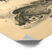 犬の内部解剖学1908ヴィンテージプリント ポスター (角)