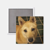 犬の写真を追加する マグネット (正面/裏面)