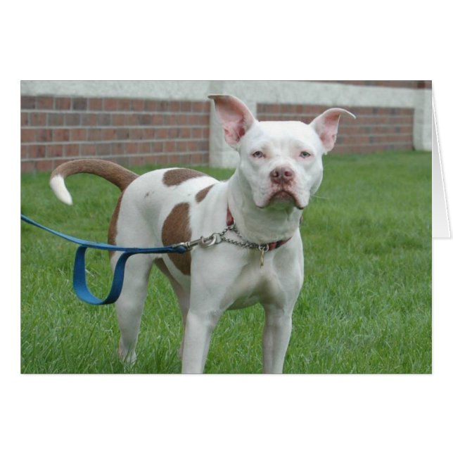 犬の写真カード-ジャージー (正面横)