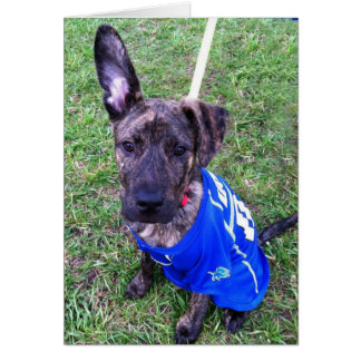 犬の写真カード-ゼロ