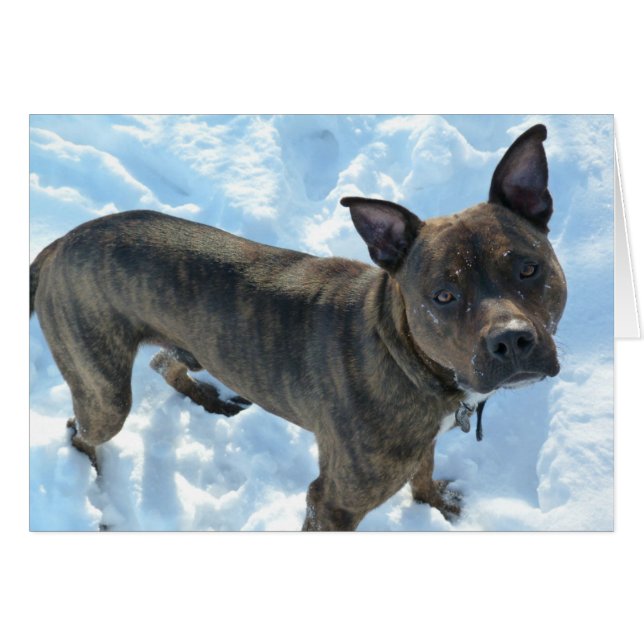 犬の写真カード-マーシャルピクルス (正面横)