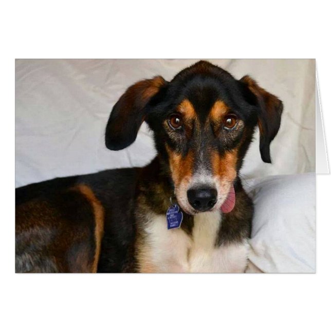 犬の写真カード-杜松 (正面横)