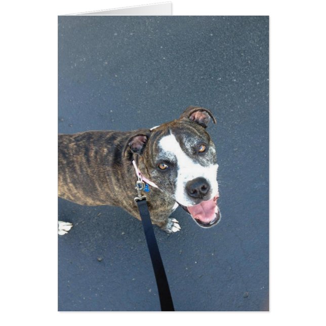 犬の写真カード- Macy (正面)