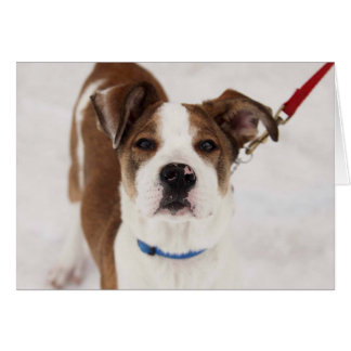 犬の写真カード- Peyton