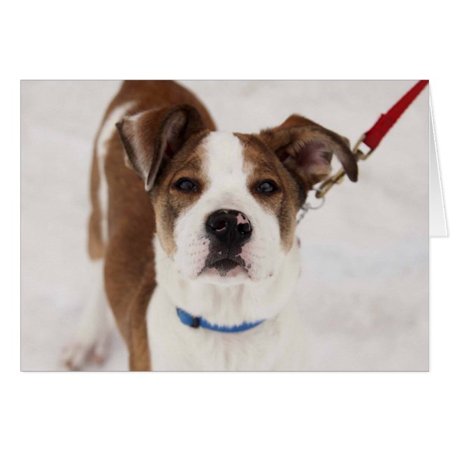 犬の写真カード- Peyton (正面横)