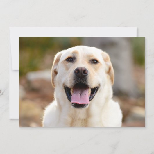 犬の写真 シーズンカード (正面)