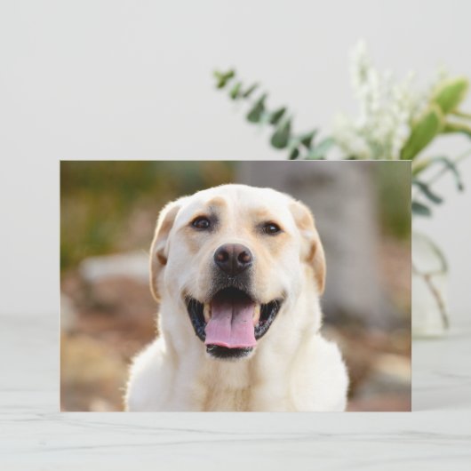 犬の写真 シーズンカード (スタンド正面)