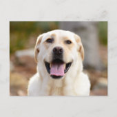 犬の写真 シーズンポストカード (正面)